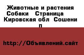 Животные и растения Собаки - Страница 11 . Кировская обл.,Сошени п.